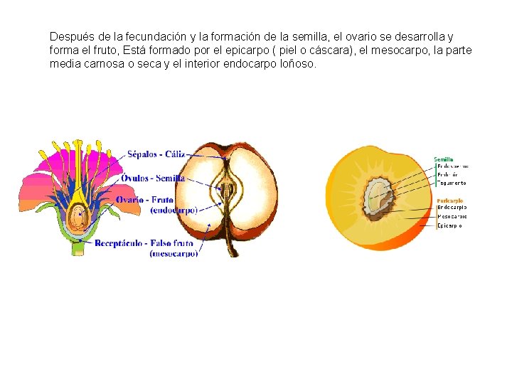 Después de la fecundación y la formación de la semilla, el ovario se desarrolla