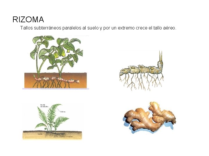 RIZOMA Tallos subterráneos paralelos al suelo y por un extremo crece el tallo aéreo.