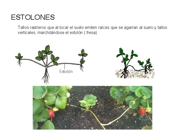 ESTOLONES Tallos rastreros que al tocar el suelo emiten raíces que se agarran al