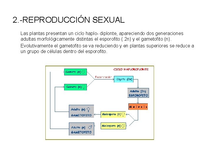 2. -REPRODUCCIÓN SEXUAL Las plantas presentan un ciclo haplo- diplonte, apareciendo dos generaciones adultas