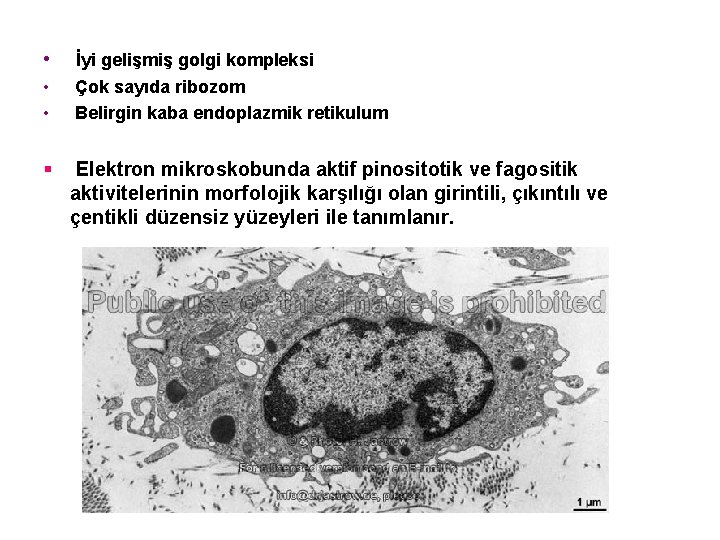  • • • § İyi gelişmiş golgi kompleksi Çok sayıda ribozom Belirgin kaba