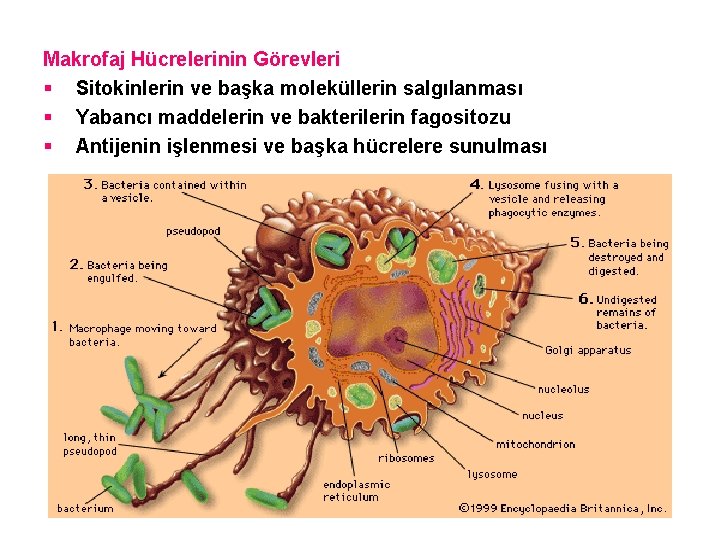 Makrofaj Hücrelerinin Görevleri § Sitokinlerin ve başka moleküllerin salgılanması § Yabancı maddelerin ve bakterilerin