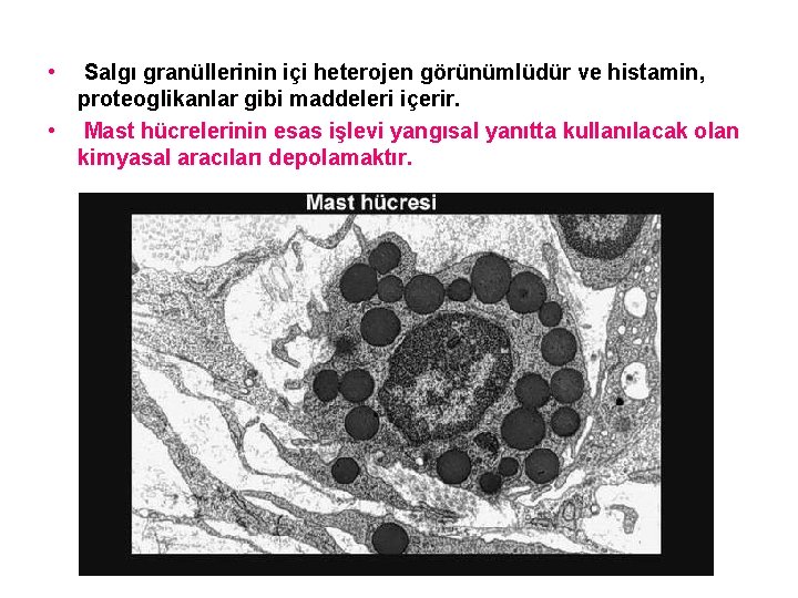  • Salgı granüllerinin içi heterojen görünümlüdür ve histamin, proteoglikanlar gibi maddeleri içerir. •