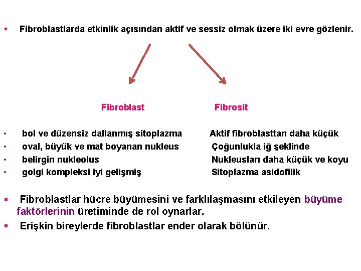 § Fibroblastlarda etkinlik açısından aktif ve sessiz olmak üzere iki evre gözlenir. Fibroblast •