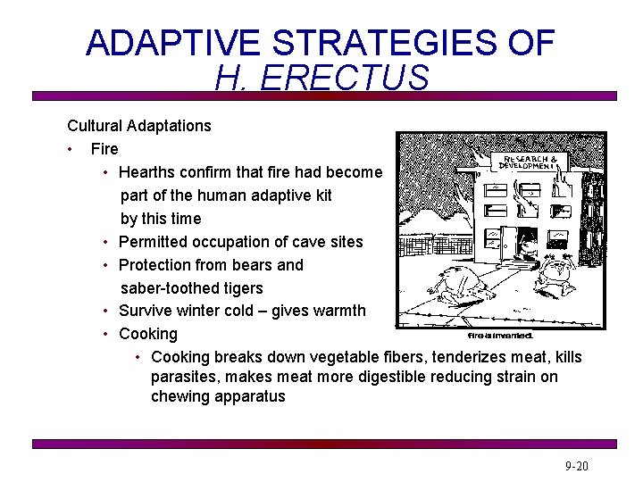 ADAPTIVE STRATEGIES OF H. ERECTUS Cultural Adaptations • Fire • Hearths confirm that fire