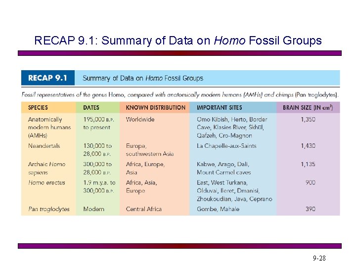 RECAP 9. 1: Summary of Data on Homo Fossil Groups 9 -28 