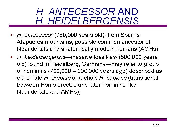 H. ANTECESSOR AND H. HEIDELBERGENSIS • H. antecessor (780, 000 years old), from Spain’s