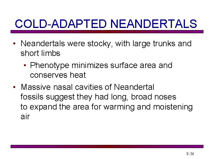 COLD-ADAPTED NEANDERTALS • Neandertals were stocky, with large trunks and short limbs • Phenotype