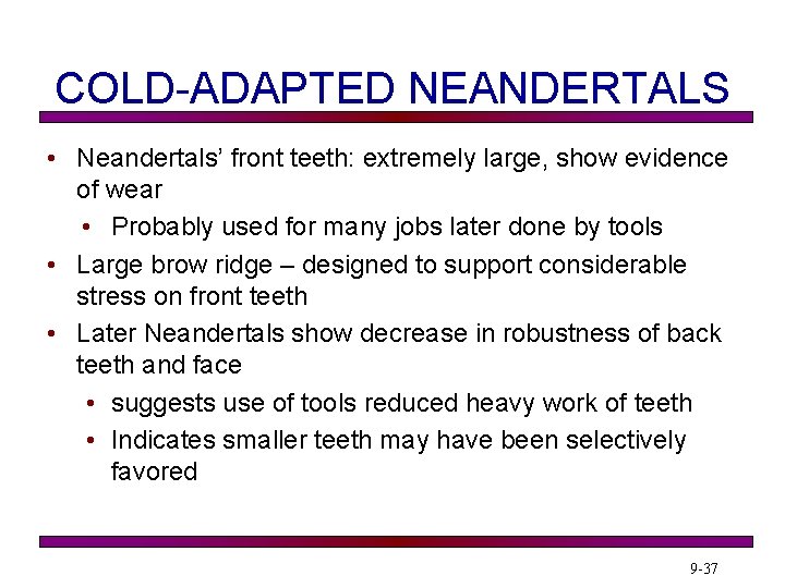 COLD-ADAPTED NEANDERTALS • Neandertals’ front teeth: extremely large, show evidence of wear • Probably