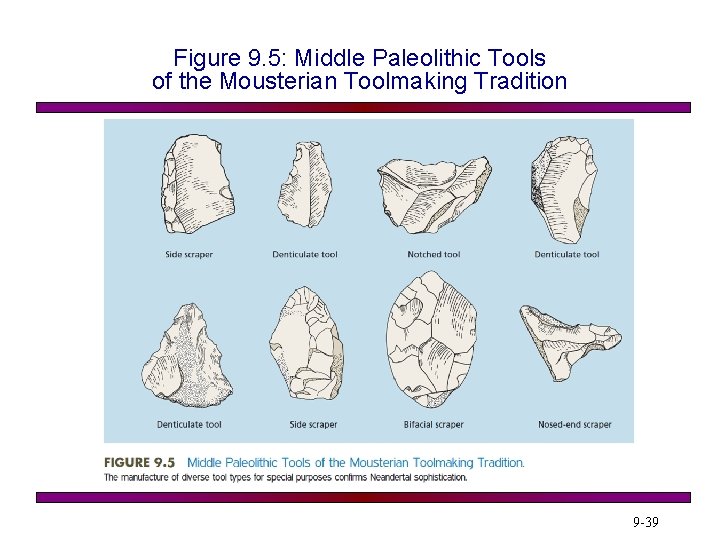 Figure 9. 5: Middle Paleolithic Tools of the Mousterian Toolmaking Tradition 9 -39 