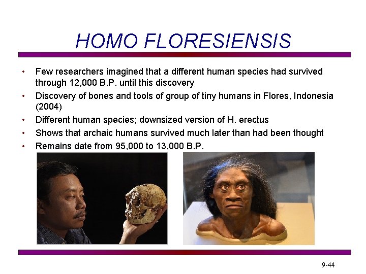 HOMO FLORESIENSIS • • • Few researchers imagined that a different human species had