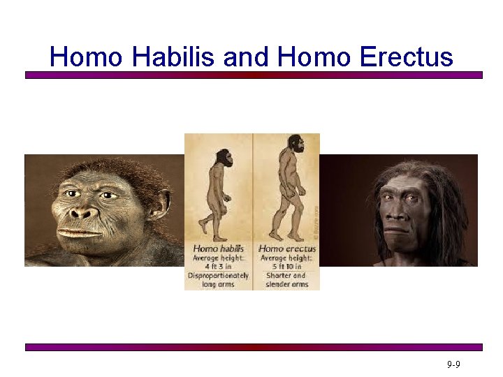 Homo Habilis and Homo Erectus 9 -9 