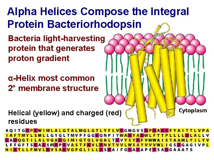Alpha Helices Compose the Integral Protein Bacteriorhodopsin Bacteria light-harvesting protein that generates proton gradient