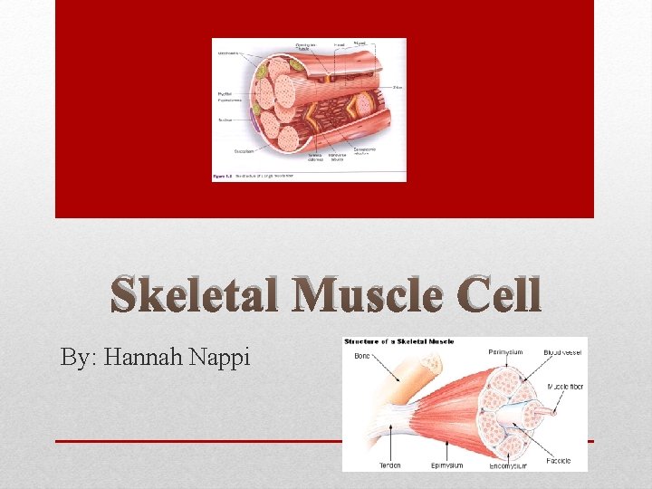 Skeletal Muscle Cell By: Hannah Nappi 