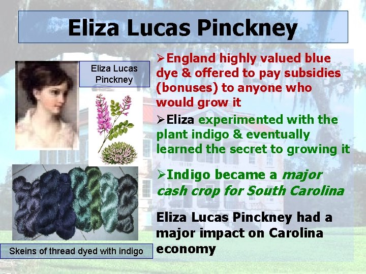 Eliza Lucas Pinckney ØEngland highly valued blue dye & offered to pay subsidies (bonuses)