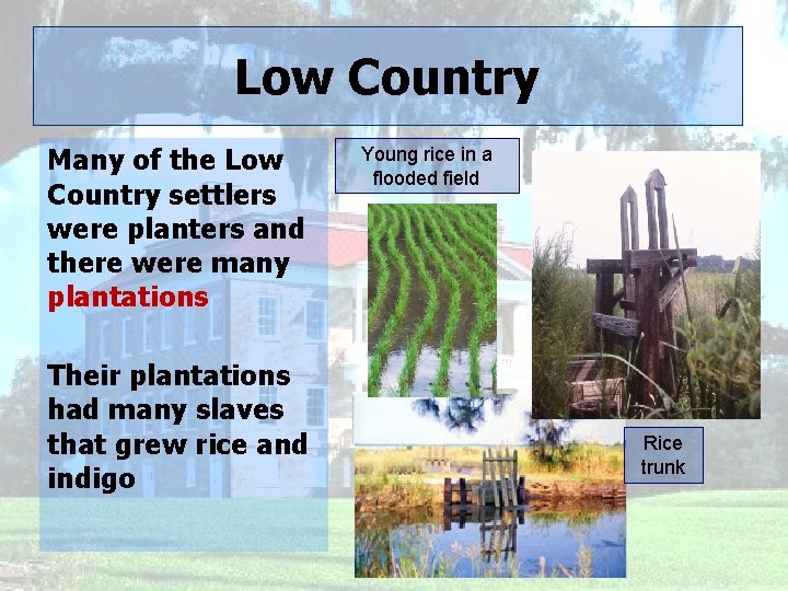 Low Country Many of the Low Country settlers were planters and there were many