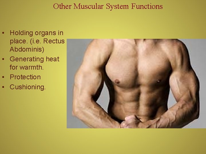 Other Muscular System Functions • Holding organs in place. (i. e. Rectus Abdominis) •