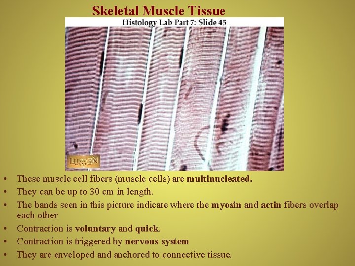 Skeletal Muscle Tissue • These muscle cell fibers (muscle cells) are multinucleated. • They