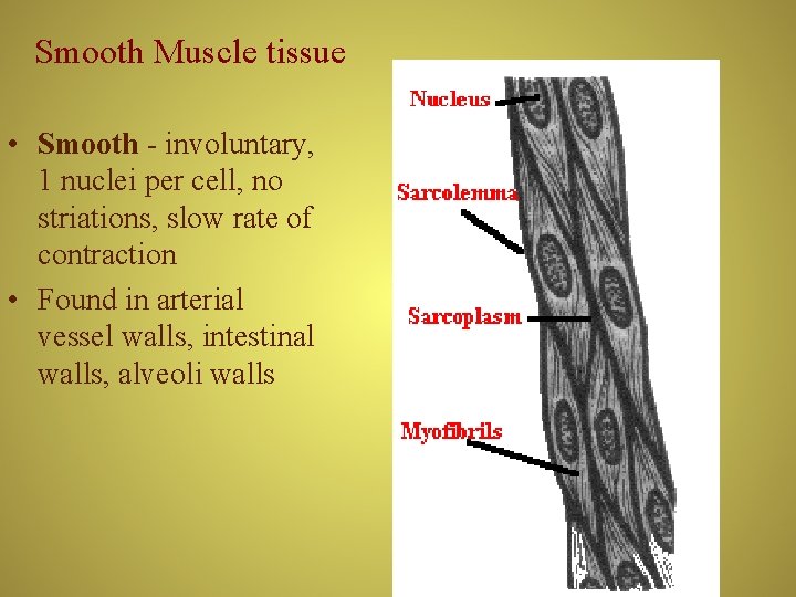 Smooth Muscle tissue • Smooth - involuntary, 1 nuclei per cell, no striations, slow