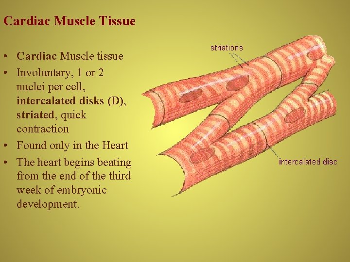 Cardiac Muscle Tissue • Cardiac Muscle tissue • Involuntary, 1 or 2 nuclei per