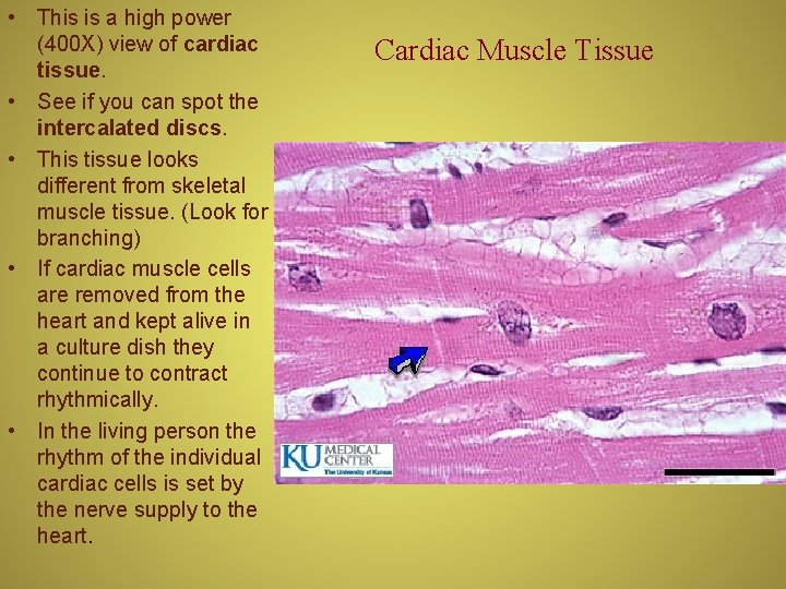  • This is a high power (400 X) view of cardiac tissue. •