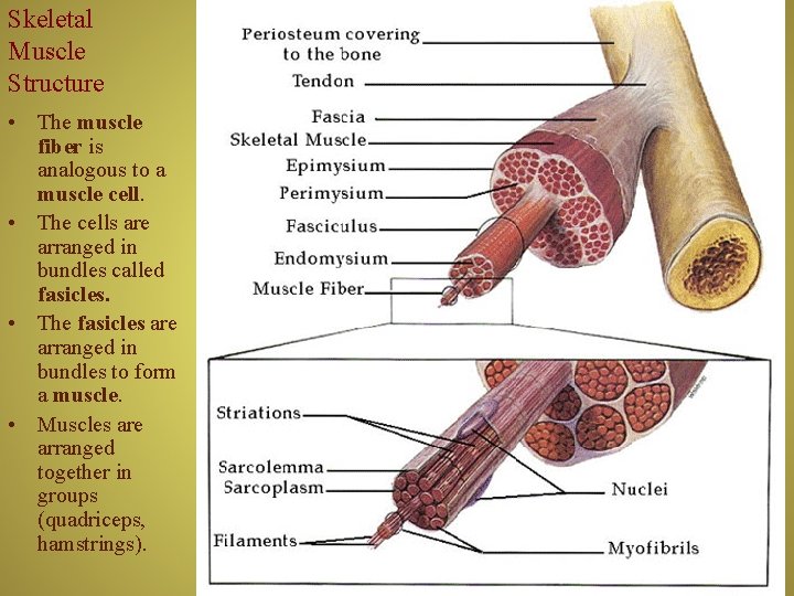 Skeletal Muscle Structure • The muscle fiber is analogous to a muscle cell. •