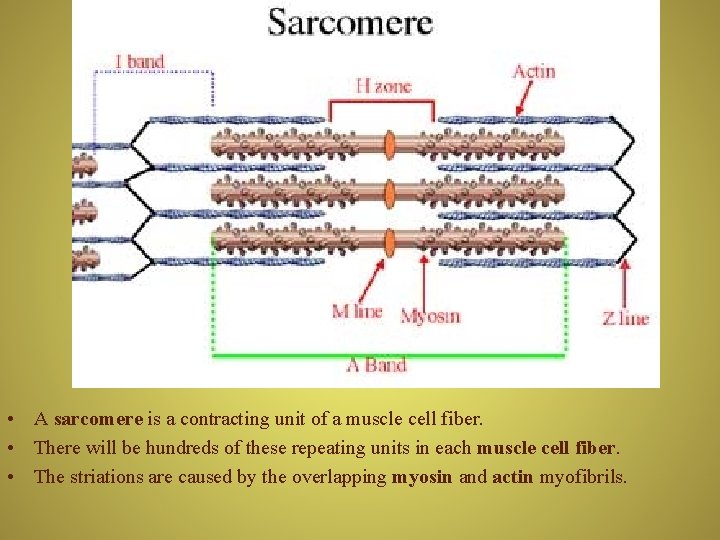  • A sarcomere is a contracting unit of a muscle cell fiber. •