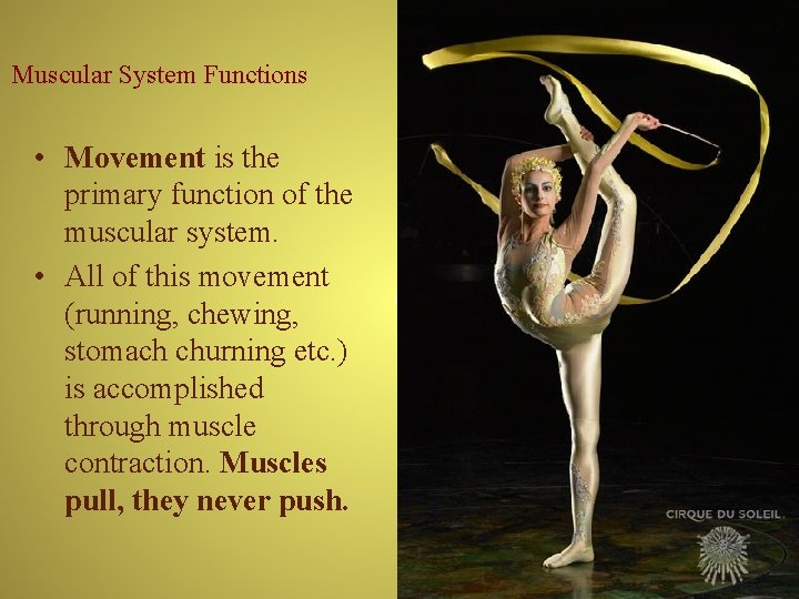 Muscular System Functions • Movement is the primary function of the muscular system. •