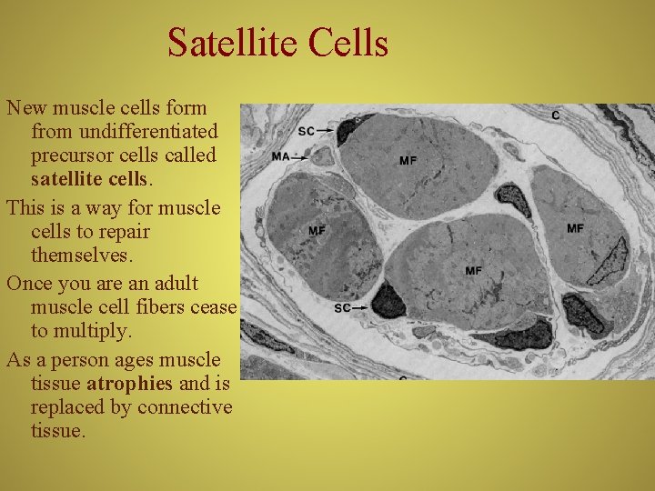 Satellite Cells New muscle cells form from undifferentiated precursor cells called satellite cells. This