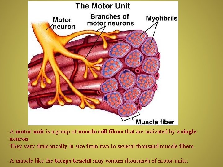 A motor unit is a group of muscle cell fibers that are activated by