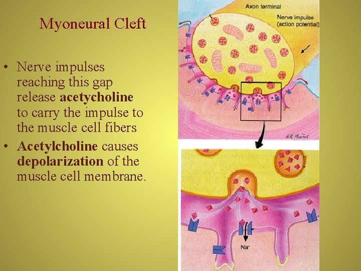 Myoneural Cleft • Nerve impulses reaching this gap release acetycholine to carry the impulse