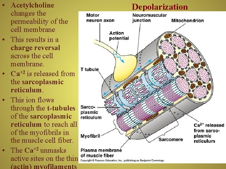  • Acetylcholine changes the permeability of the cell membrane • This results in