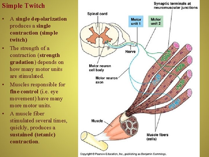 Simple Twitch • A single depolarization produces a single contraction (simple twitch) • The