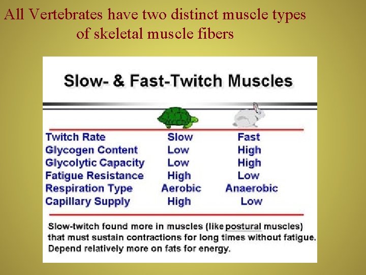 All Vertebrates have two distinct muscle types of skeletal muscle fibers 