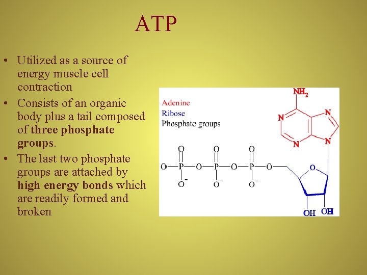 ATP • Utilized as a source of energy muscle cell contraction • Consists of