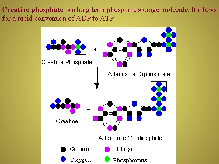 Creatine phosphate is a long term phosphate storage molecule. It allows for a rapid