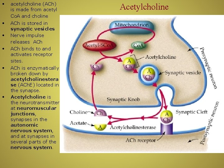  • acetylcholine (ACh) is made from acetyl Co. A and choline • ACh