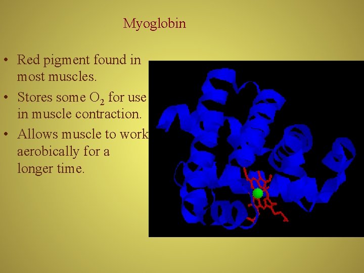Myoglobin • Red pigment found in most muscles. • Stores some O 2 for