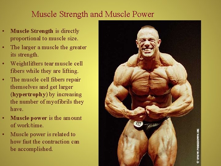 Muscle Strength and Muscle Power • Muscle Strength is directly proportional to muscle size.