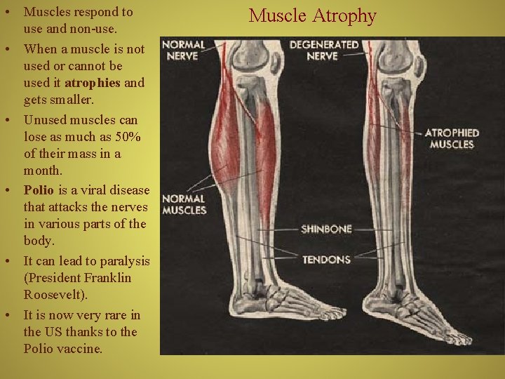  • Muscles respond to use and non-use. • When a muscle is not