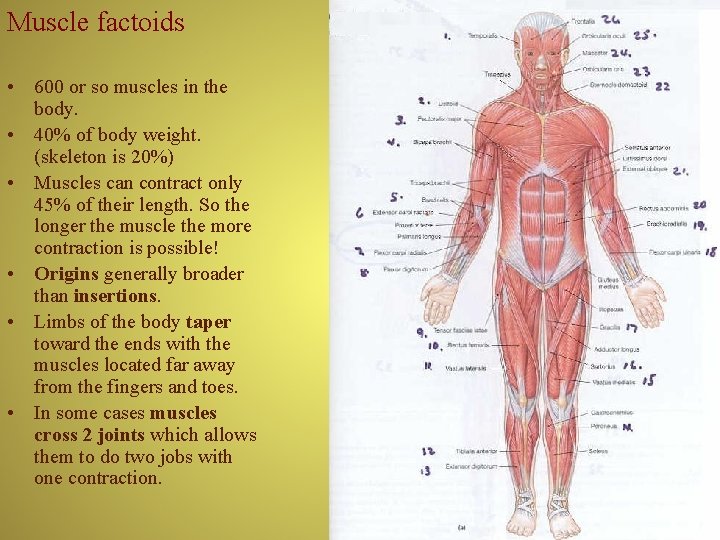 Muscle factoids • 600 or so muscles in the body. • 40% of body