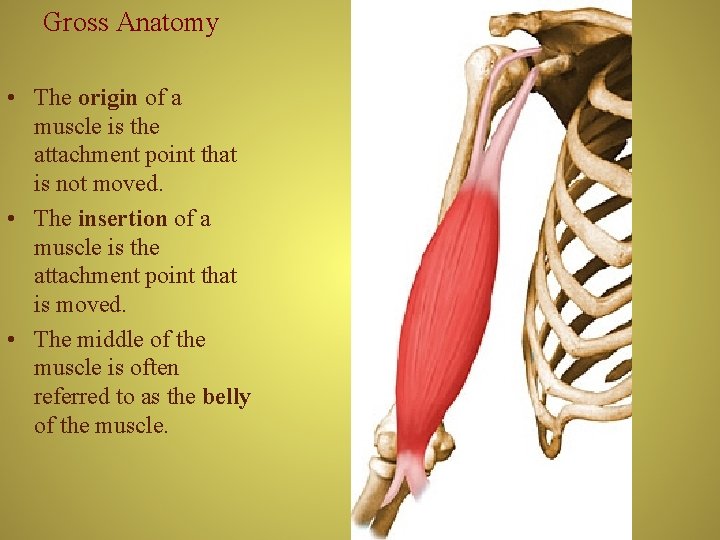 Gross Anatomy • The origin of a muscle is the attachment point that is