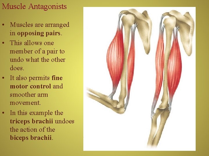 Muscle Antagonists • Muscles are arranged in opposing pairs. • This allows one member