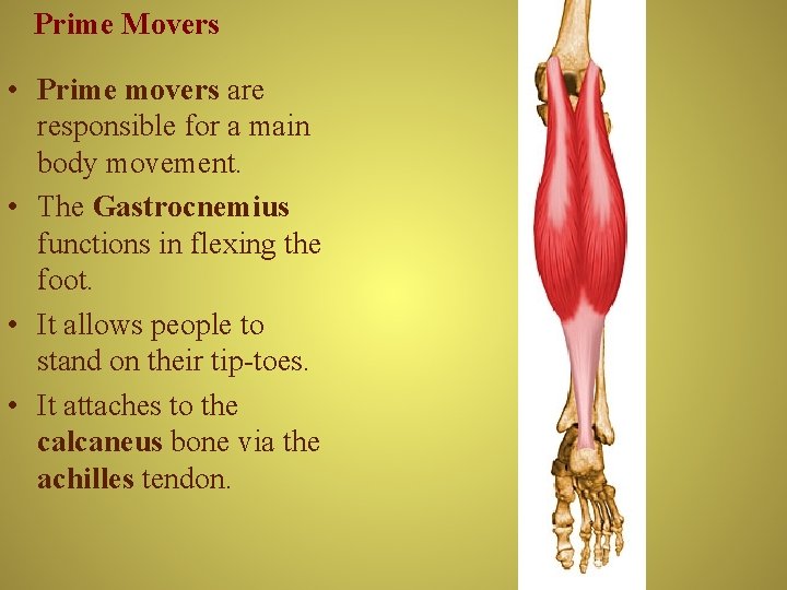 Prime Movers • Prime movers are responsible for a main body movement. • The