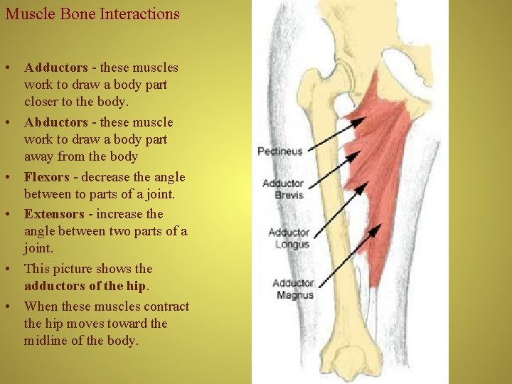 Muscle Bone Interactions • Adductors - these muscles work to draw a body part