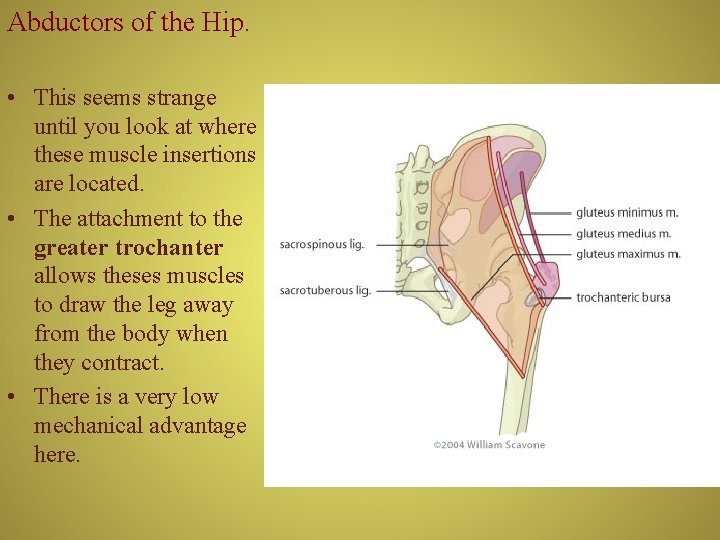 Abductors of the Hip. • This seems strange until you look at where these