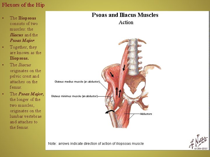 Flexors of the Hip • • The Iliopsoas consists of two muscles: the Iliacus