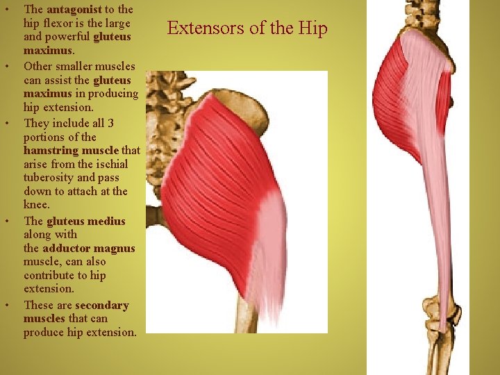  • • • The antagonist to the hip flexor is the large and