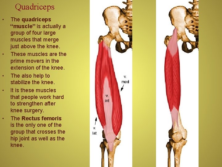 Quadriceps • • • The quadriceps “muscle” is actually a group of four large