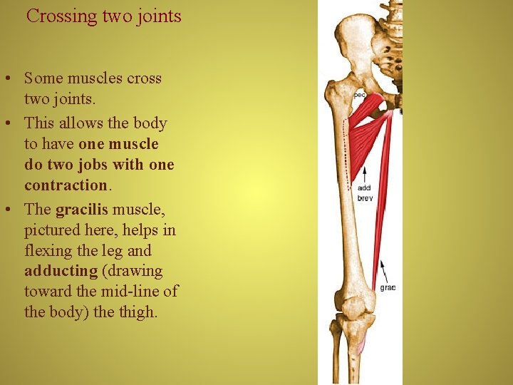 Crossing two joints • Some muscles cross two joints. • This allows the body